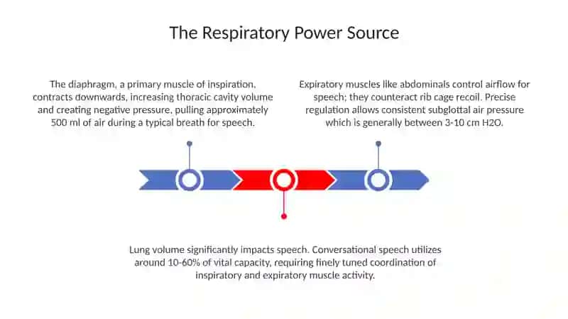 The organs of speech 3