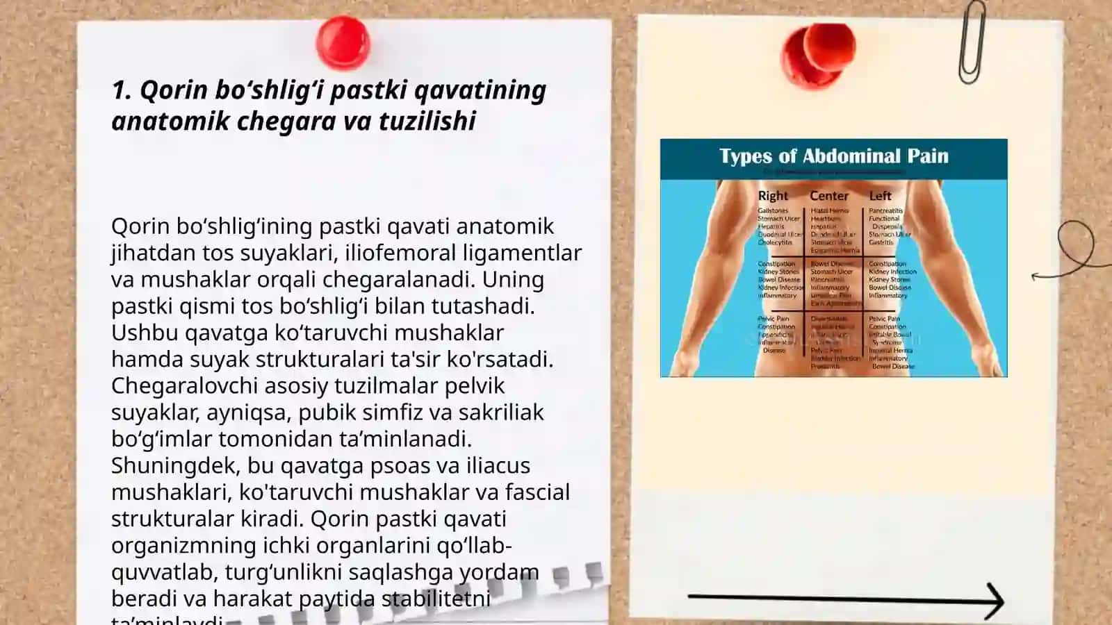 Bolalarda va kattalarda qorin boʻshligʻi pastki qavatini topografik anatomiyasi 3