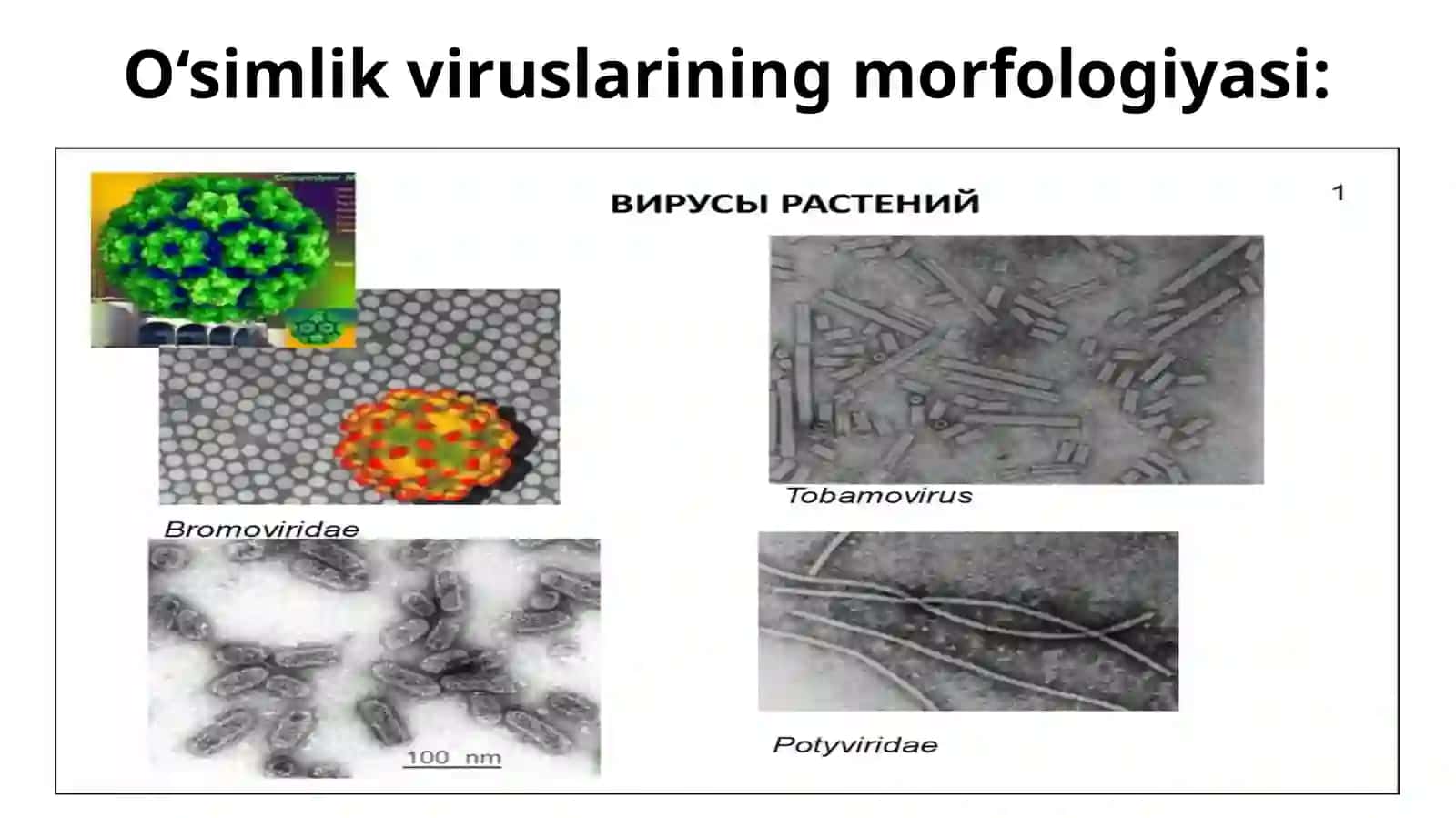 Viruslarning Tuzilishi 3