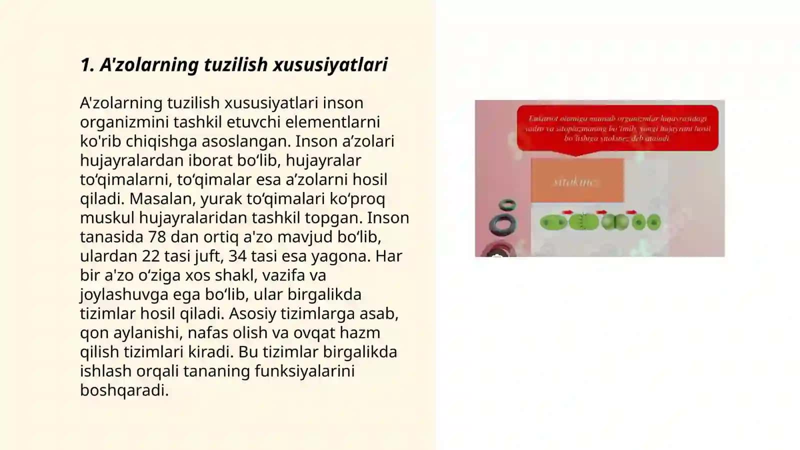 Vaqtinch a'zolarning tuzulishi va mohiyati 3