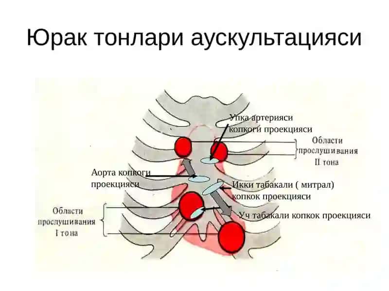 Юрак фаолиятининг ташқи кўрсаткичлари 3