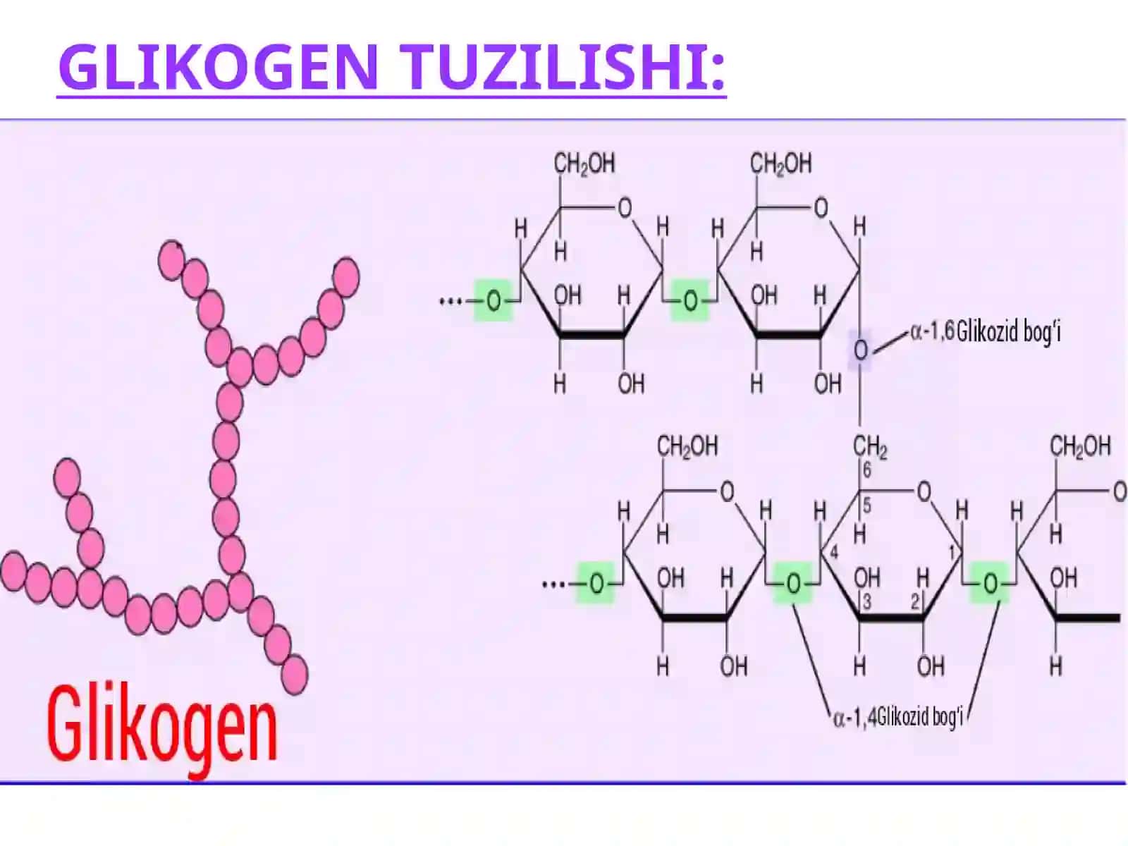 GLIKOGEN SINTEZI 3