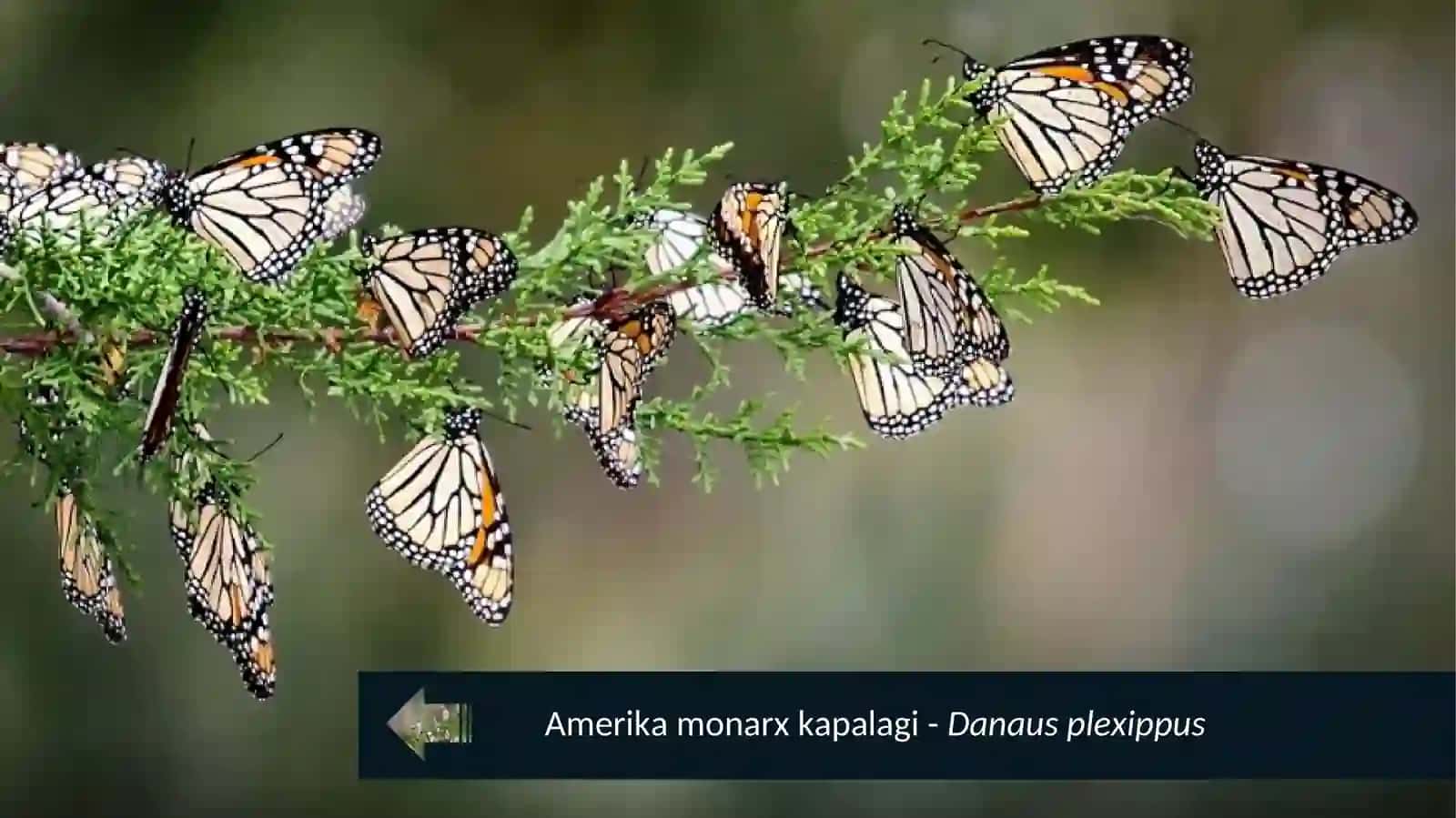 Amerika monarx kapalagi - Danaus plexippus 3