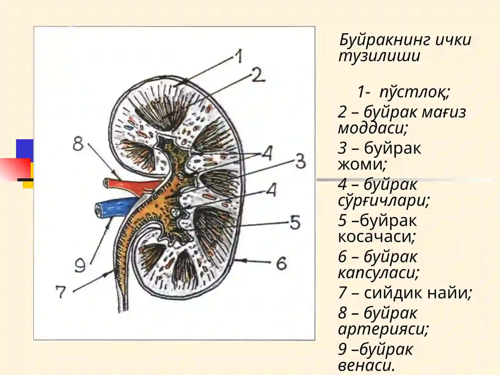 МАЪРУЗА №13 БУЙРАК КАСАЛЛИКЛАРИ БИЛАН КАСАЛЛАНГАН БЕМОРЛАРНИ ТЕКШИРИШ 3