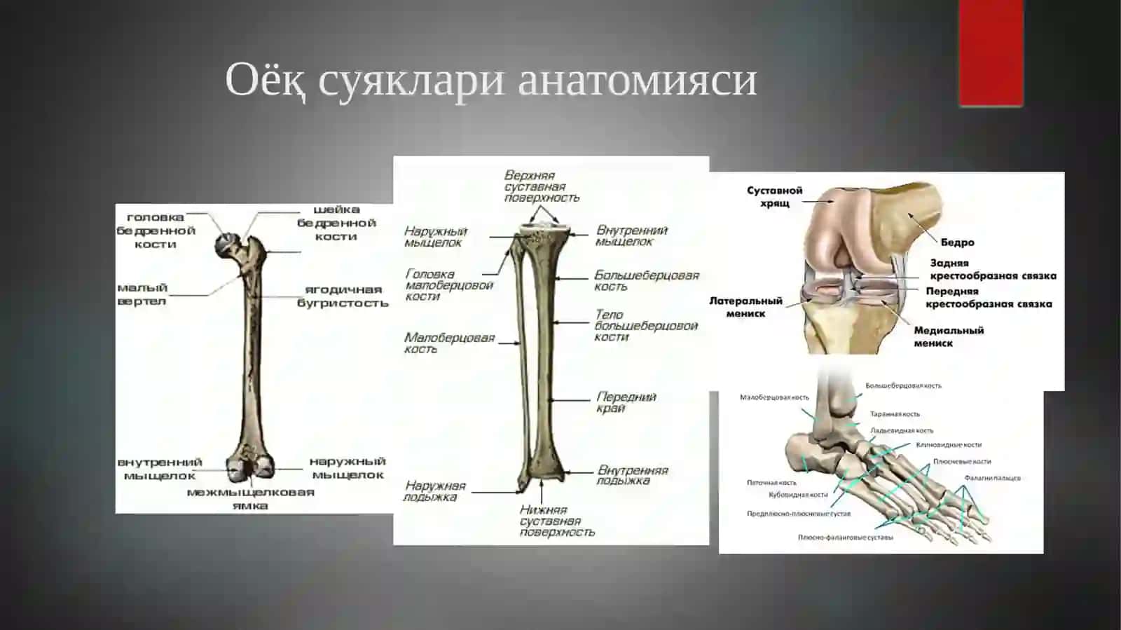 Оёқ суяклари анатомияси 3