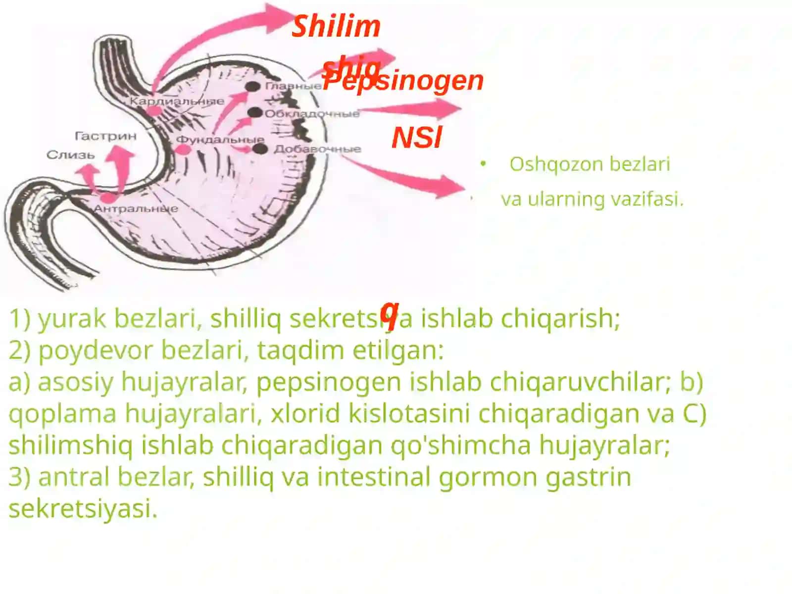 OVQAT HAZM QILISH TIZIMI KASALLIKLARI BO'LGAN BEMORLARNI SO'RAB SURISHTIRISH, TEKSHIRISH 3