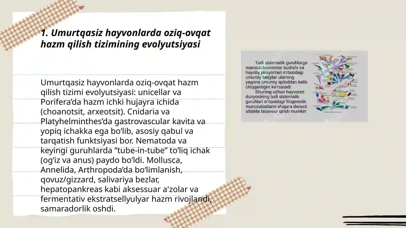 UMURTQASIZ HAYVONLAR A’ZOLAR TIZIMI EVOLYUTSIYASI 3