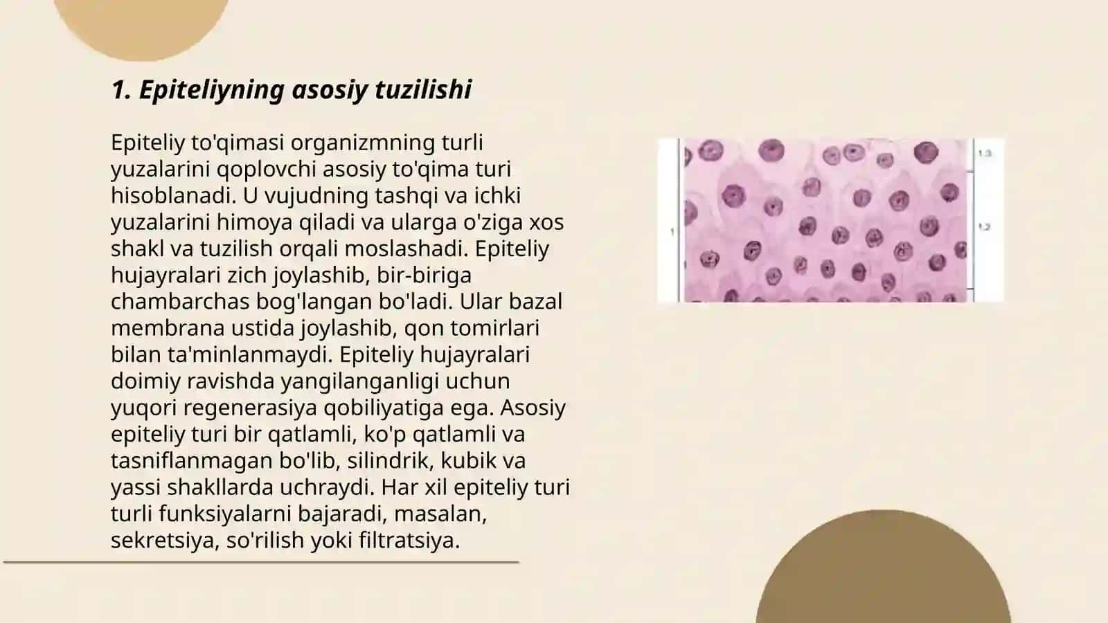 Bezli epiteliyning tuzilishi va vazifasi 3