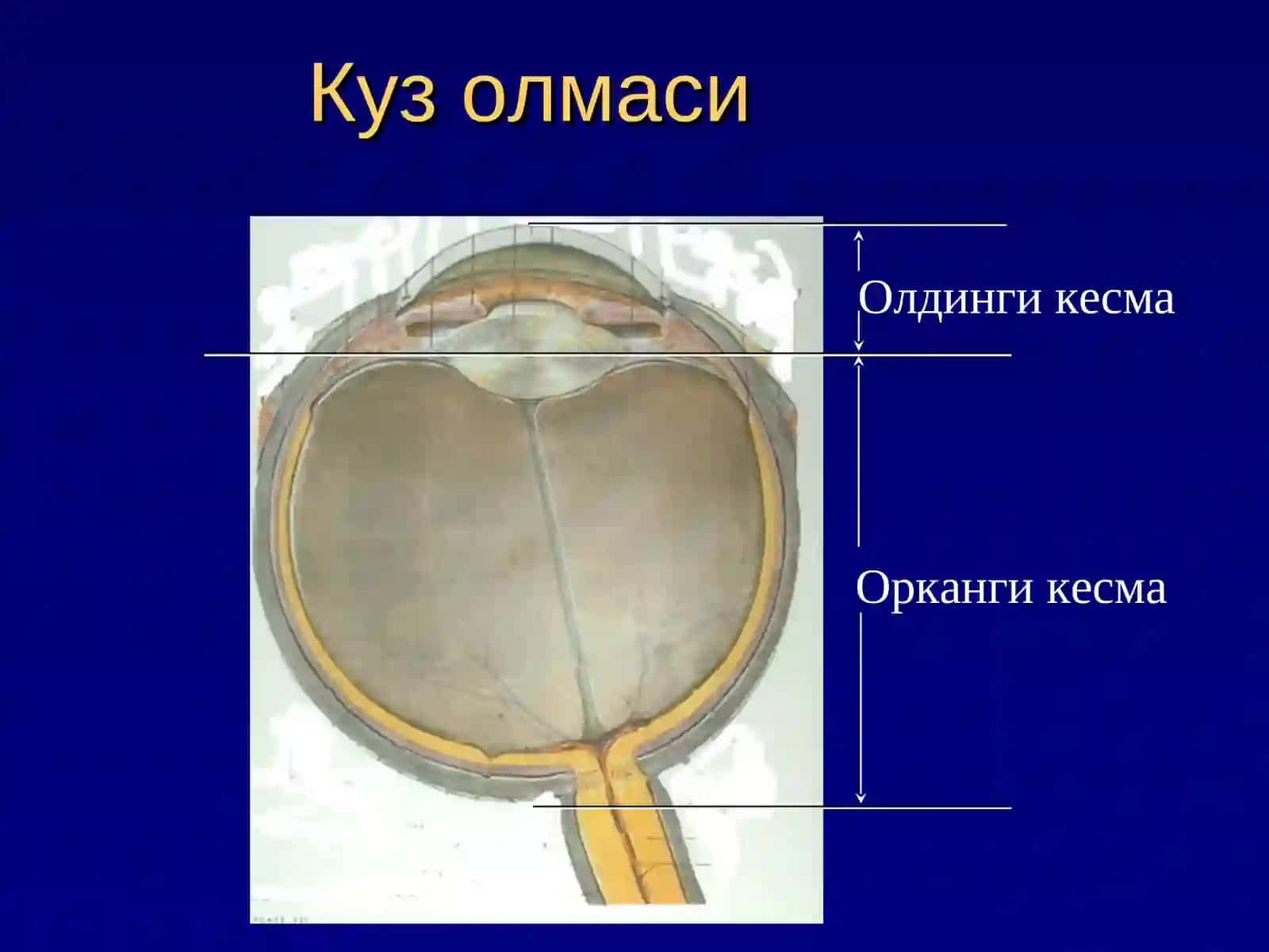 Курув аьзоси клиник анатомияси 3