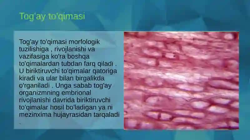 Tog'ay to'qimasi regeneratsiyasi va transplantatsiyasi. 3