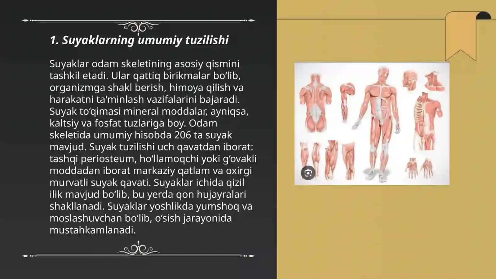 Suyaklar sistemasi, suyaklarning birikishi, bo'g'imlar va muskullar ularning tuzilishi va topagrafikasi 3