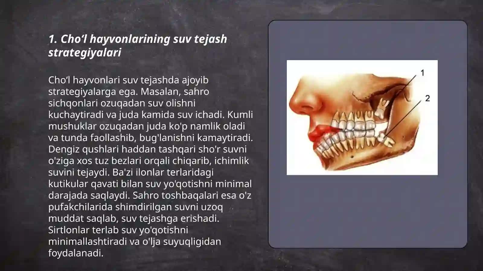 Choʻl hayvonlarining muhitga morfo fiziologik moslanishi 3