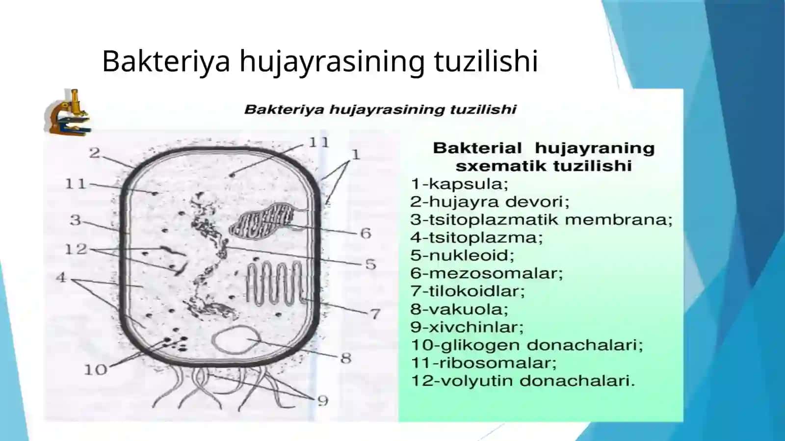 Bakteriya hujayrasining tuzilishi va kimyoviy tarkibi 3