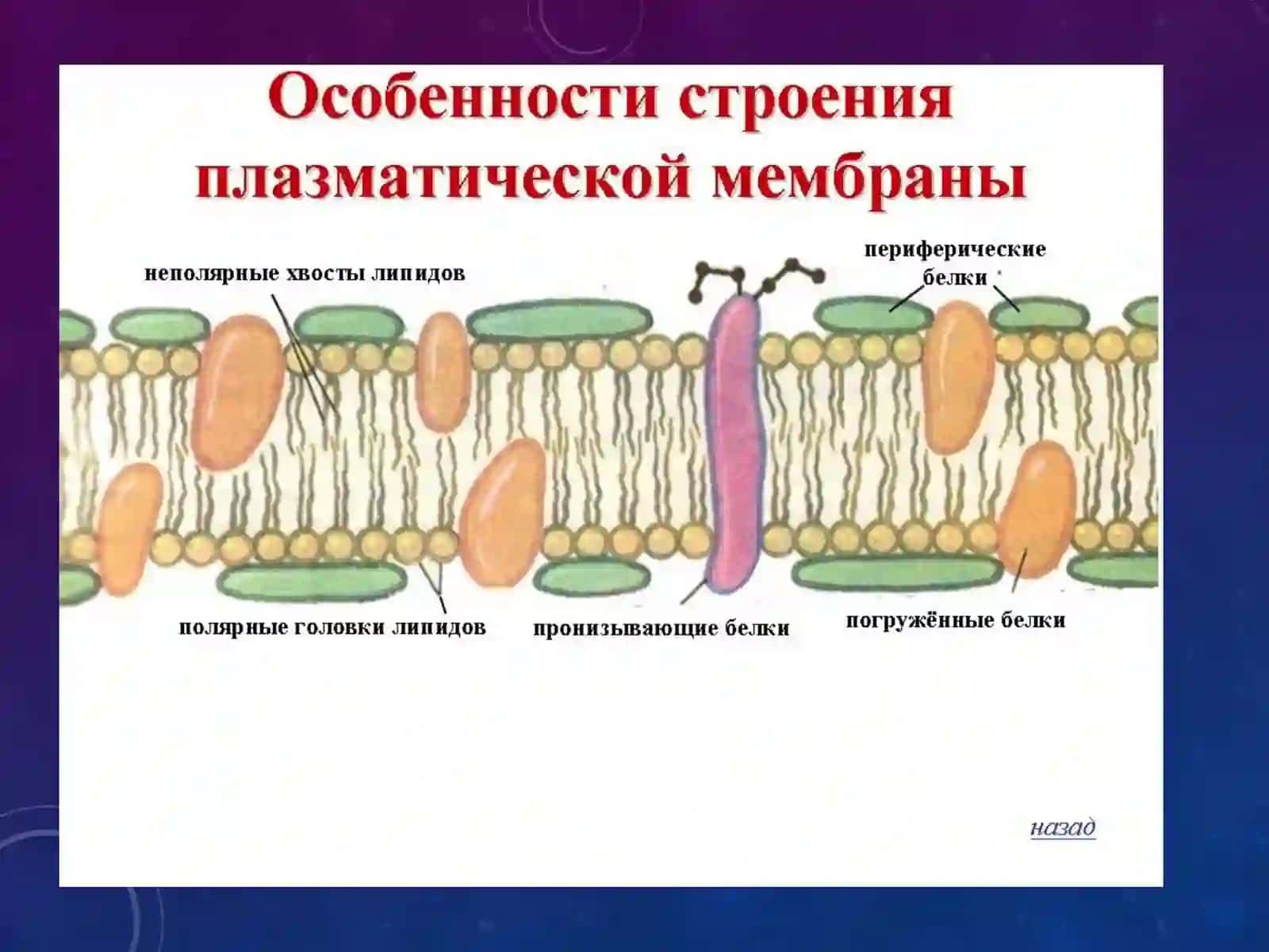 Membranalarning signal o’tkalizishidagi ahamiyati 3