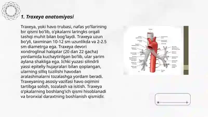 Traxeya va bronxlar anatomiyasi va fiziologiyasi 3