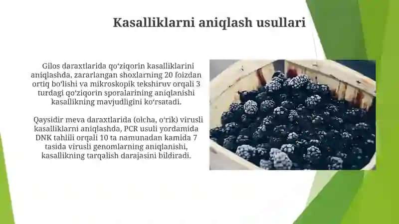 Urug'li va danakli meva daraxtlarining kasalliklari 3