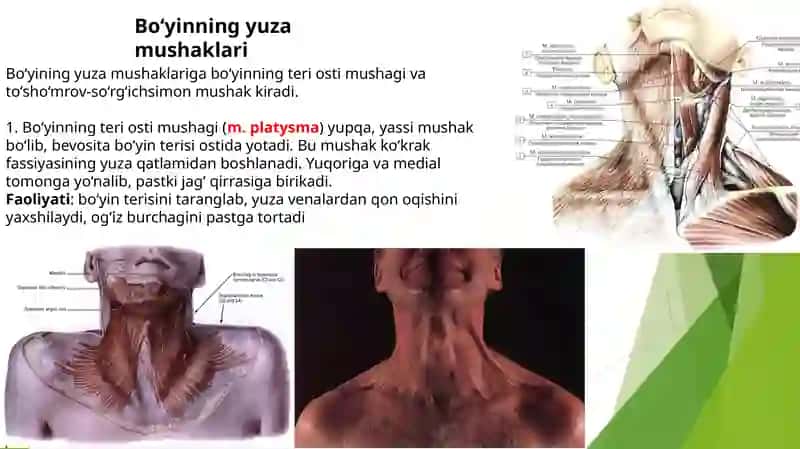 Bo‘yinmushaklari 3