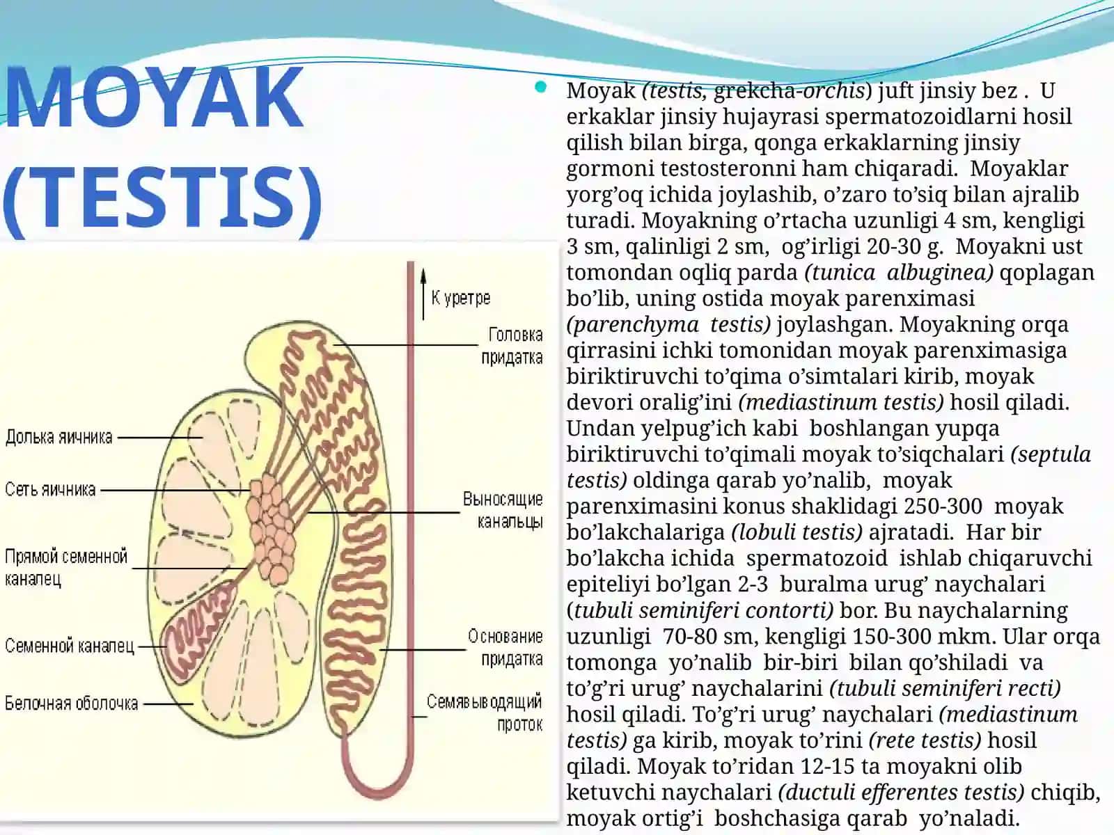 ERKAKLAR JINSIY SISTEMASI A’ZOLARI.ORALIQ 3
