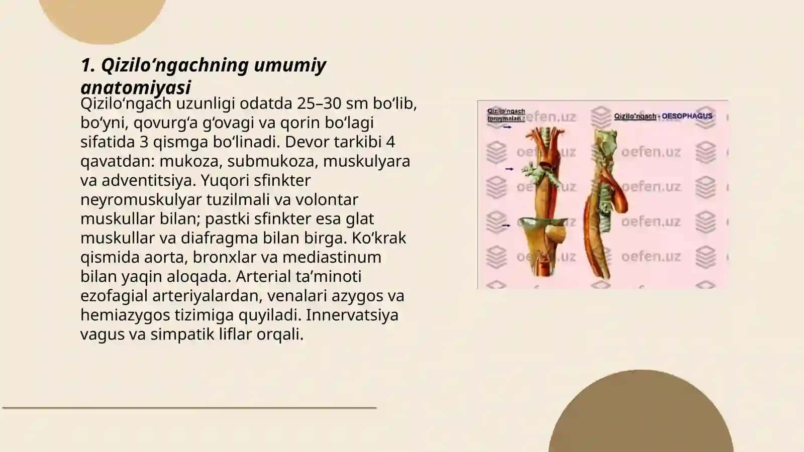 Qiziloʻngachning umumiy anatomiyasi 3