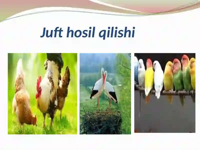 Qushlarning ko`payishi, rivojlanishi va kelib chiqishi 3