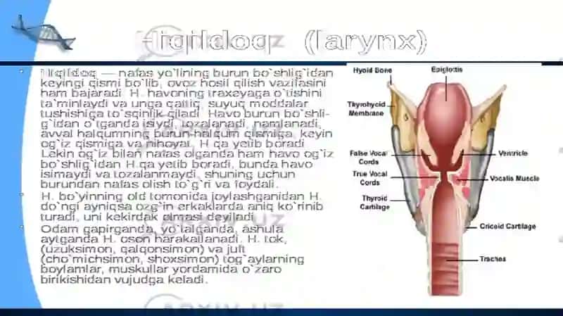 Ovqat hazm qilish tizimi organlarining tuzilishi 3