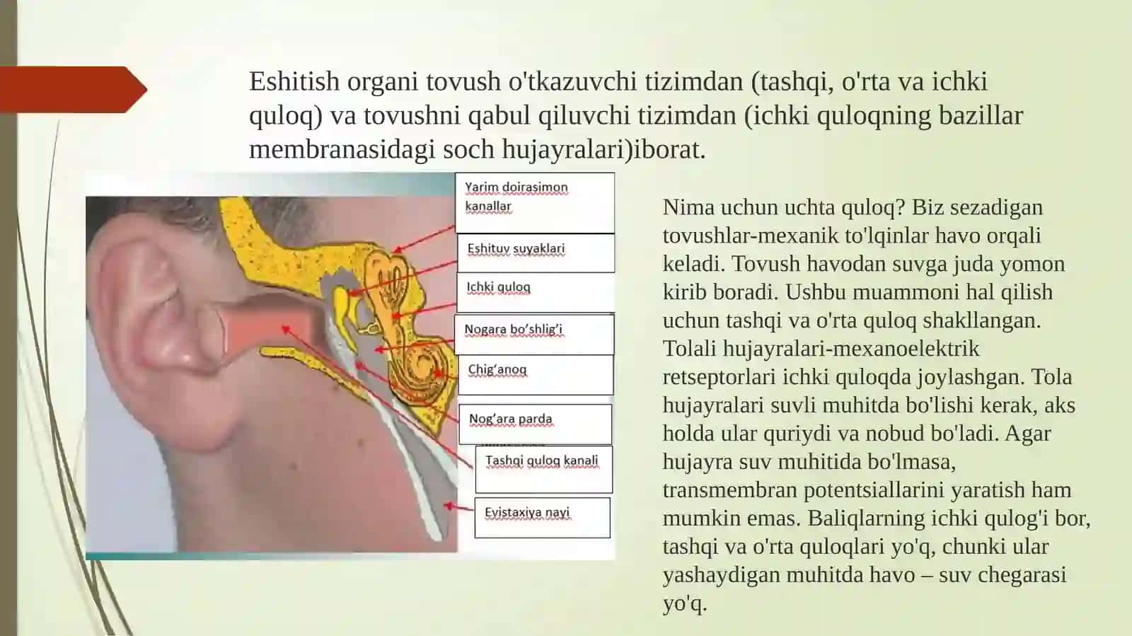 Eshitish sistemasining fizik xususiyatlari 3