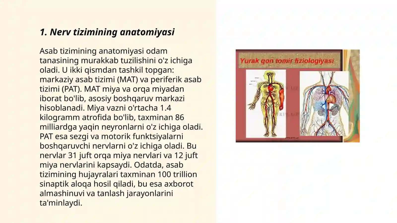 Nerv tizimining yoshga oid umumiy fiziologiyasi va gigiyenasi 3