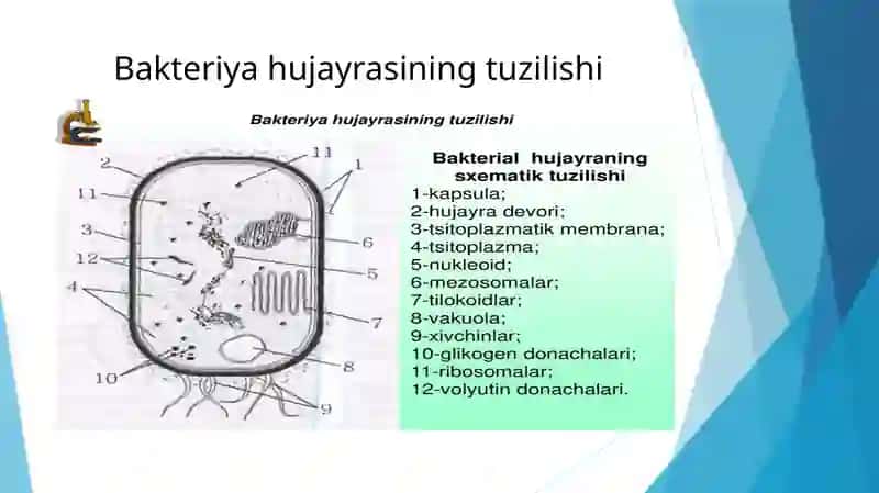 Bakteriya hujayrasining tuzilishi va kimyoviy tarkibi 3