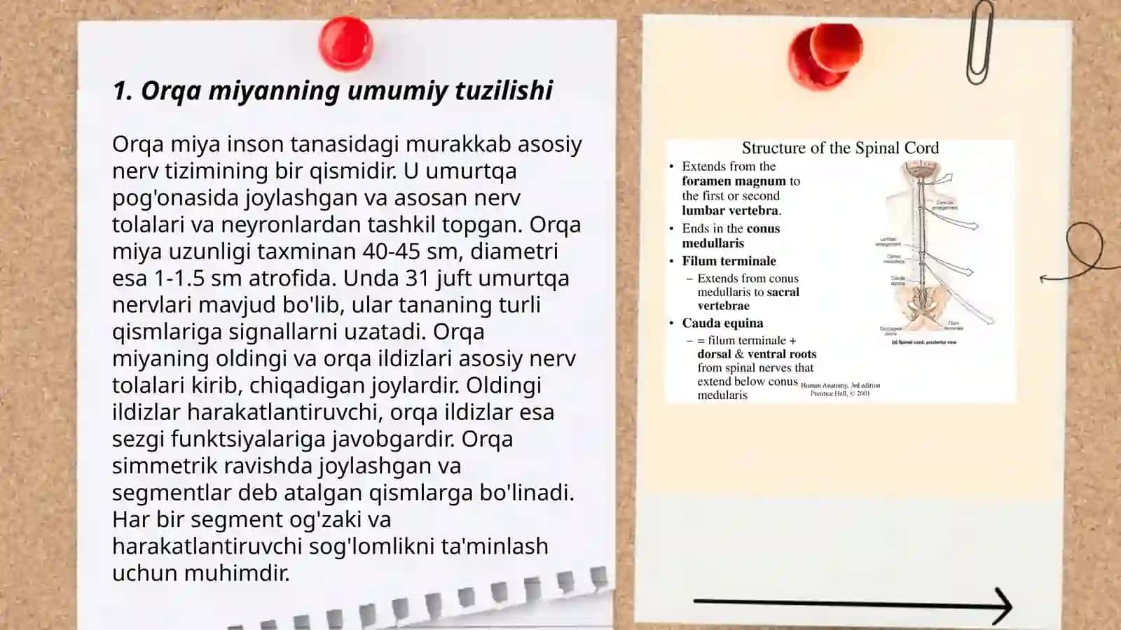 Orqa miyaning tuzulishi 3