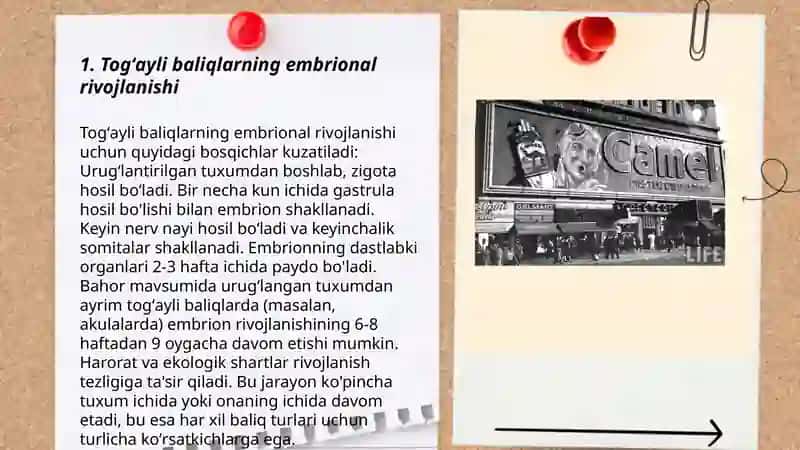 Togʼayli baliqlarning individual rivojlanish xususiyatlari 3