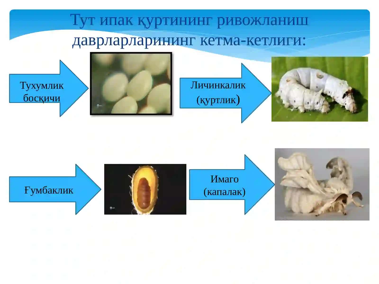 Tut ipak qurti biologiyasi va embralogiyasi 3
