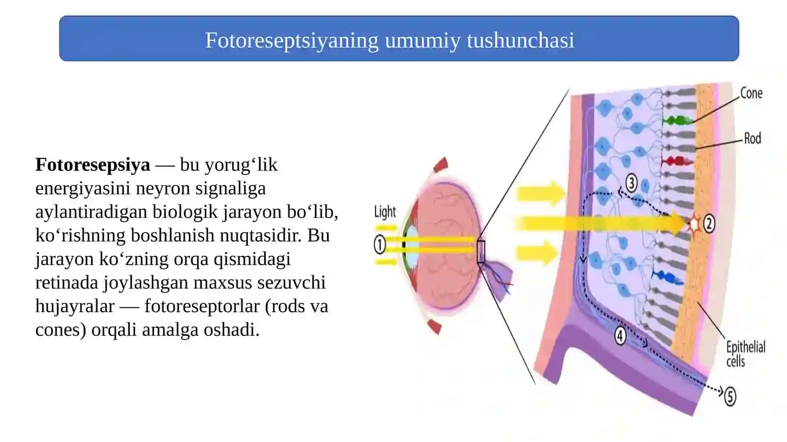 Fotoreseptsiyaning sitologik va molekulyar mexanizmlari 3