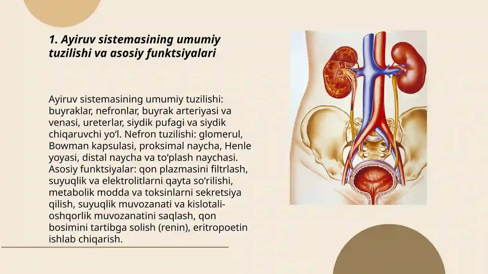 Ayiruv sistemasi. Buyraklar fiziologiyasi 3