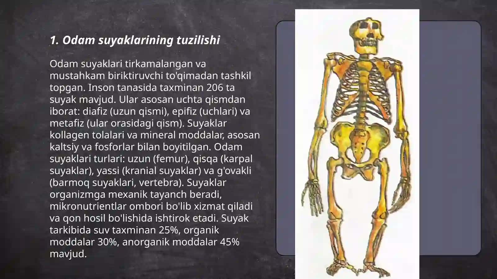 Odam suyaklarini oʼrganish 3