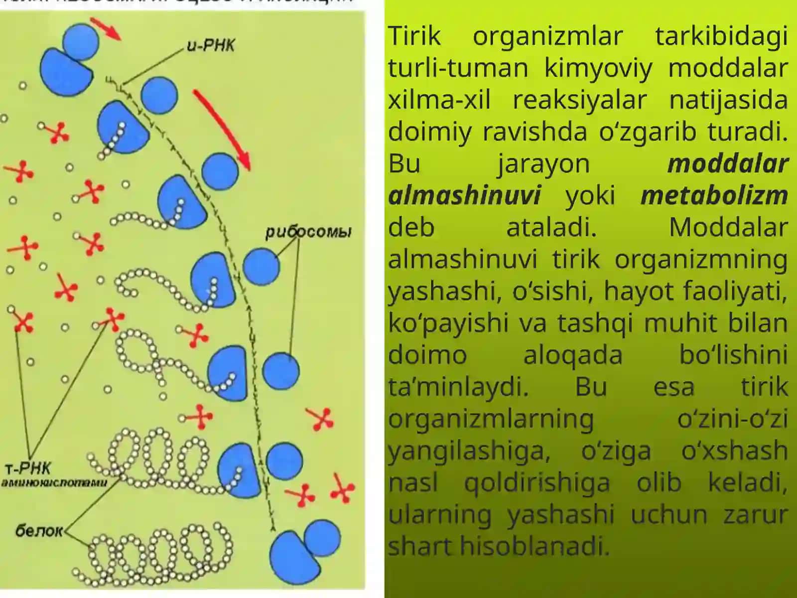 9-sinf Biologiya fanidan Moddalar almashinuvi dars taqdimot 3
