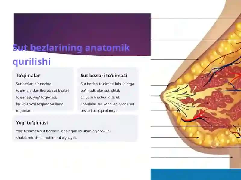 Sut bezlari faoliyatuvining boshqarilishi, sut bezining yoshga qarab o’zgarishi 3