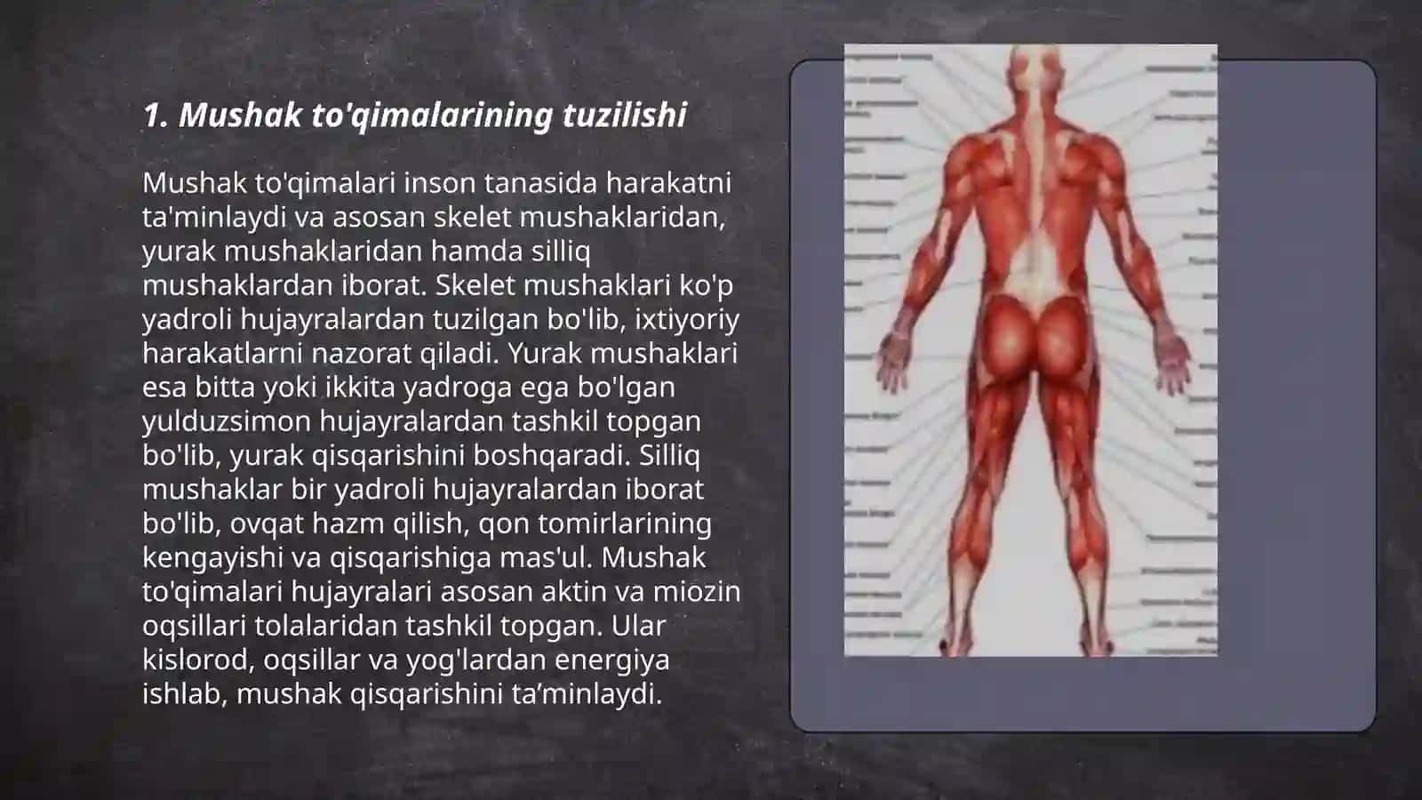 Mushaklar fiziologyasi 3