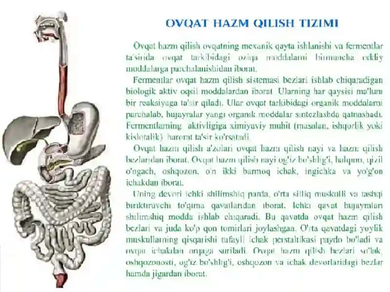 Овқат ҳазм қилиш аъзоларининг тузилиши, вазифалари ва аҳамияти 3