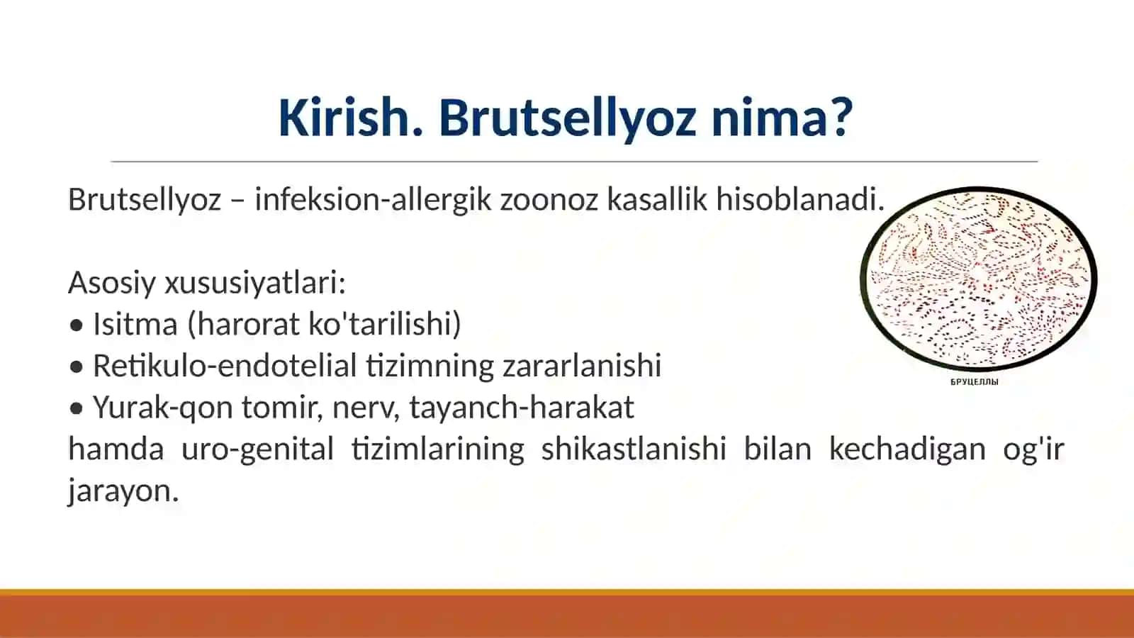 BRUTSELLYOZ 3