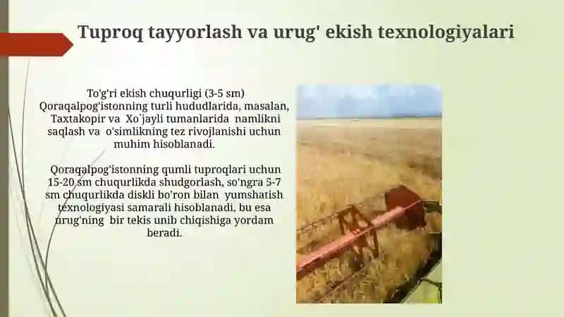 Qoraqalpog'iston kuzgi bug'doy yetishtirish texnologiyasi 3