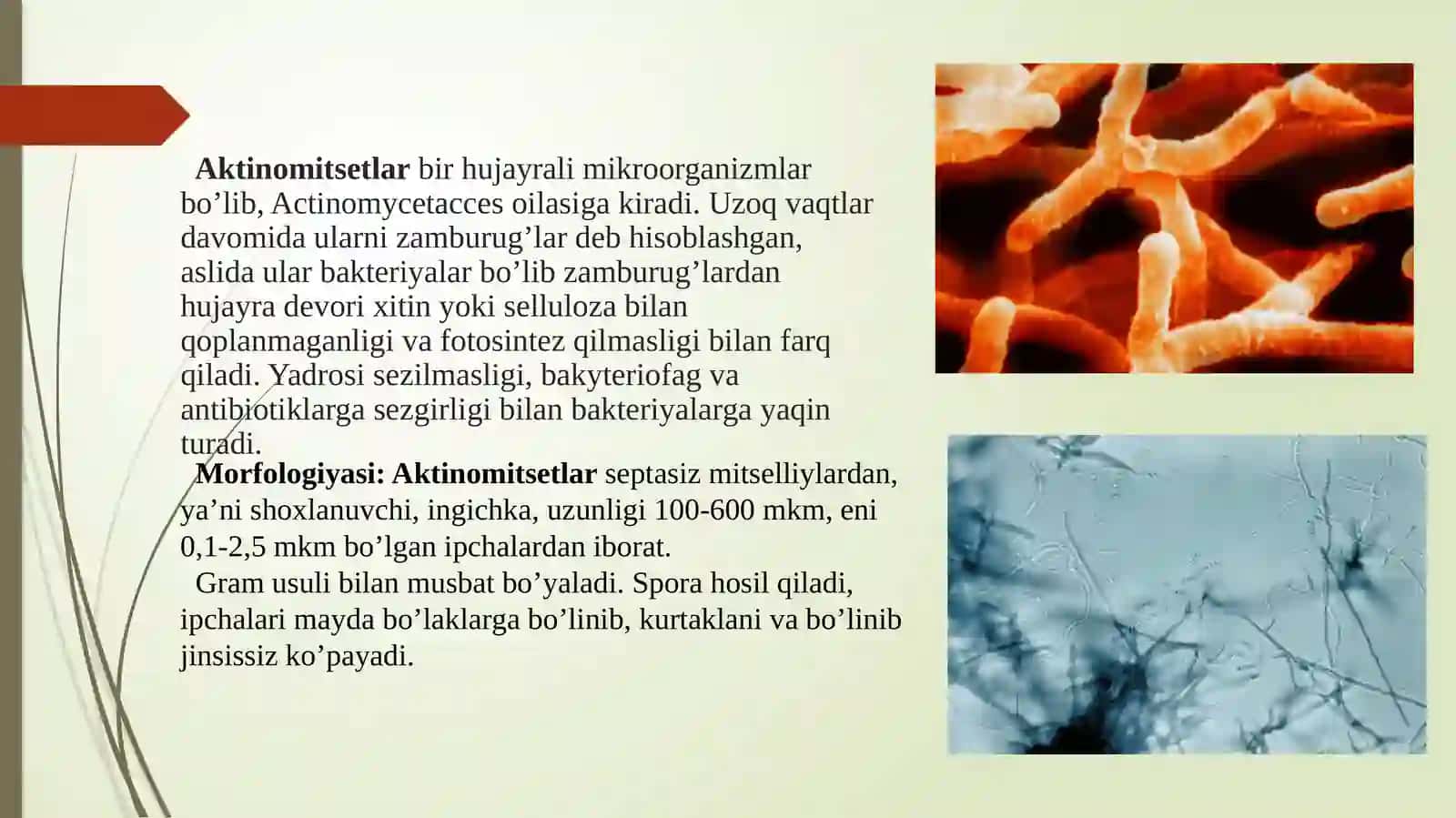 Aktinomikoz qo’zg’atuvchilari tavsifi va ularning keltirib chiqargan kasalliklari tashxisi. Atipik mikrobakteriyalar va ularning amaliyotdagi ahamiyati, ular keltirib chiqargan kasalliklari tashxisi 3