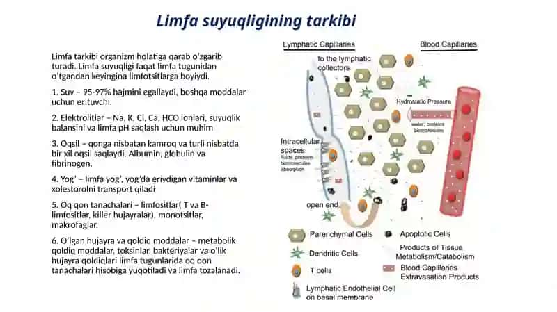 Limfaning hosil bo’lishi, tarkibi va vazifalari 3