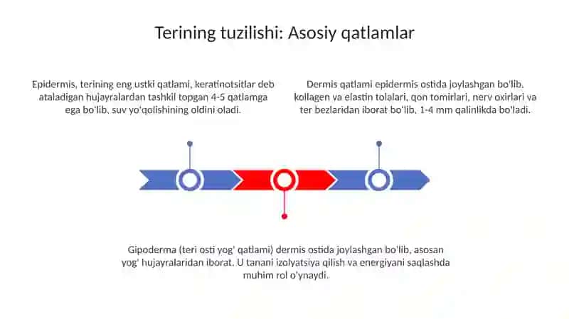 Terining tuzilishi va uning himoya vazifalari 3