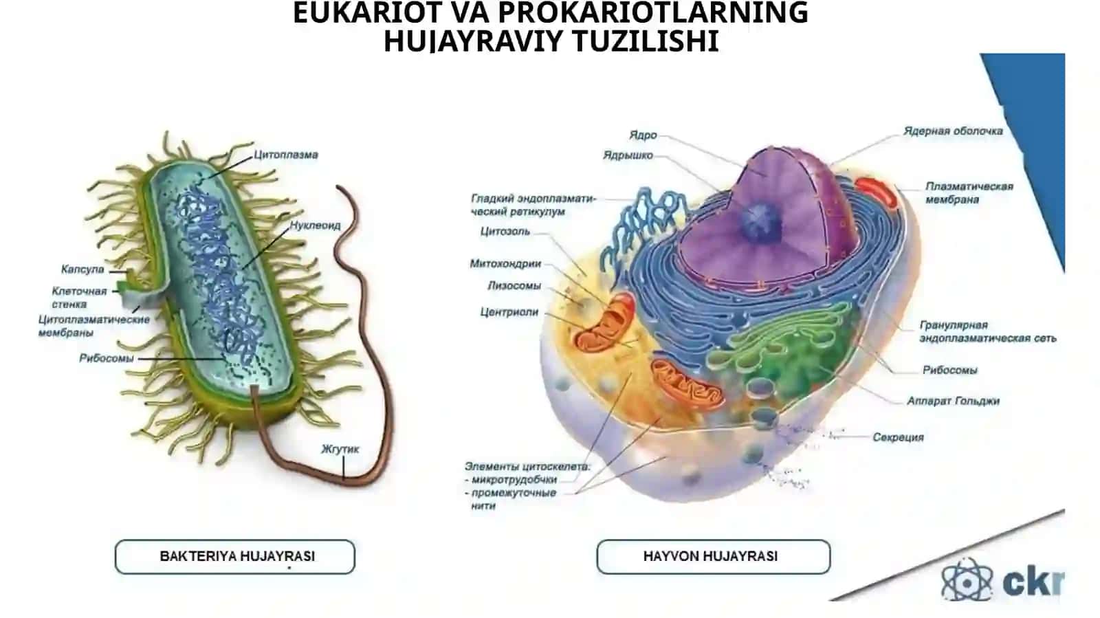 O‘ZBEKISTON MILLIY MIKROBIOLOGIYA VA BIOTEXNOLOGIYA KAFEDRASI 3