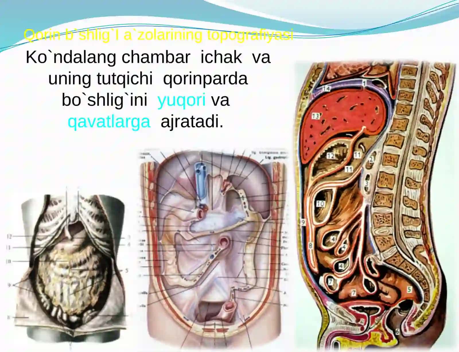 Qorin bo`shlig`ining klinikan atomiyasi.A`zolarda o`tkaziladigan operatsiyalar 3
