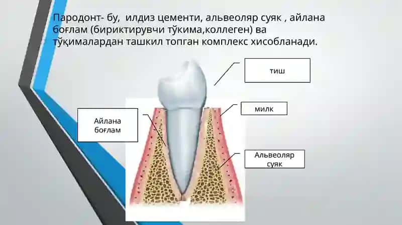 Периодонтитлар ва оститларни ташхислаш 3
