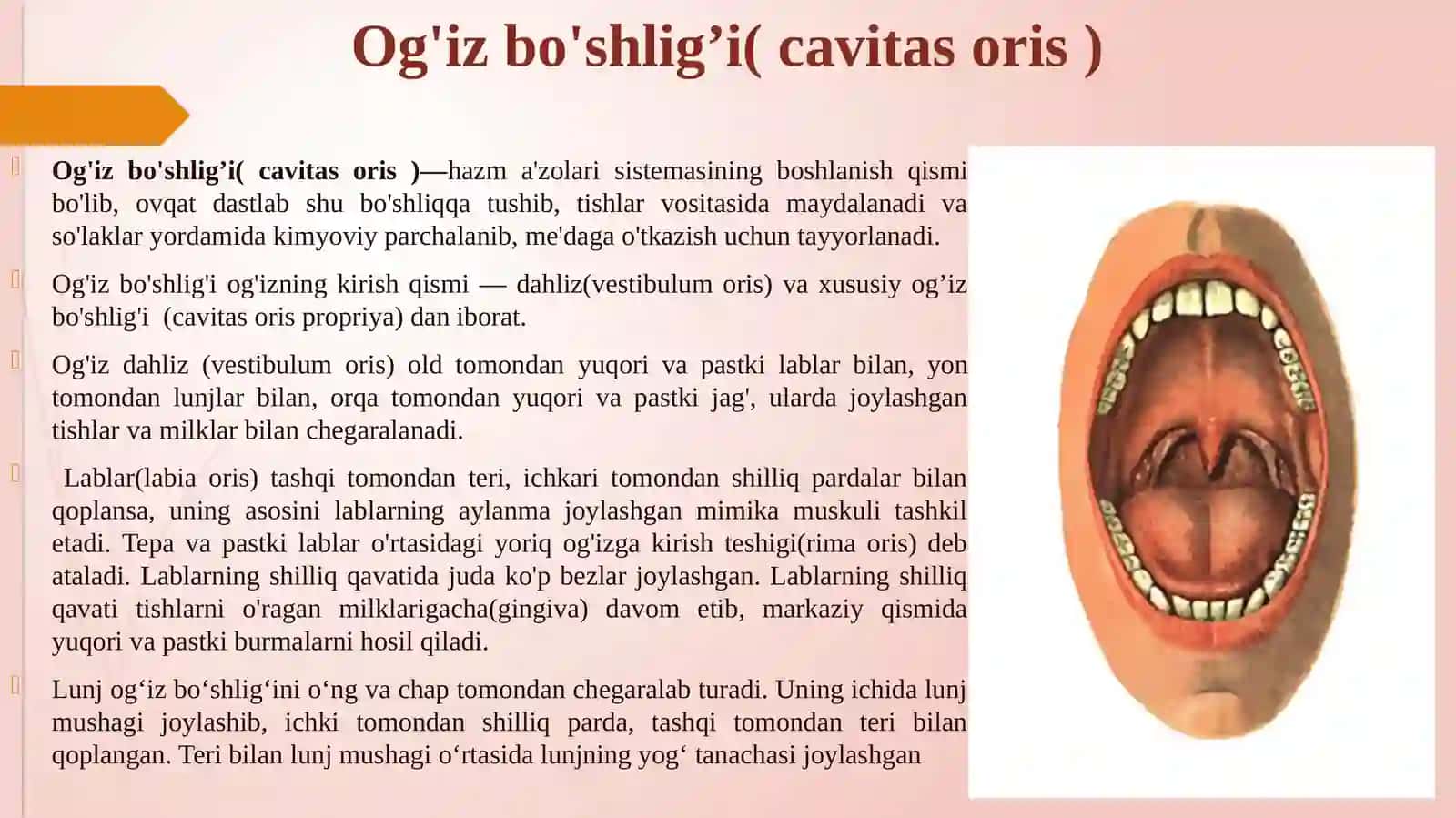 OVQAT HAZM QILISH TIZIMI.OG‘IZ BO‘SHLIG‘I 3
