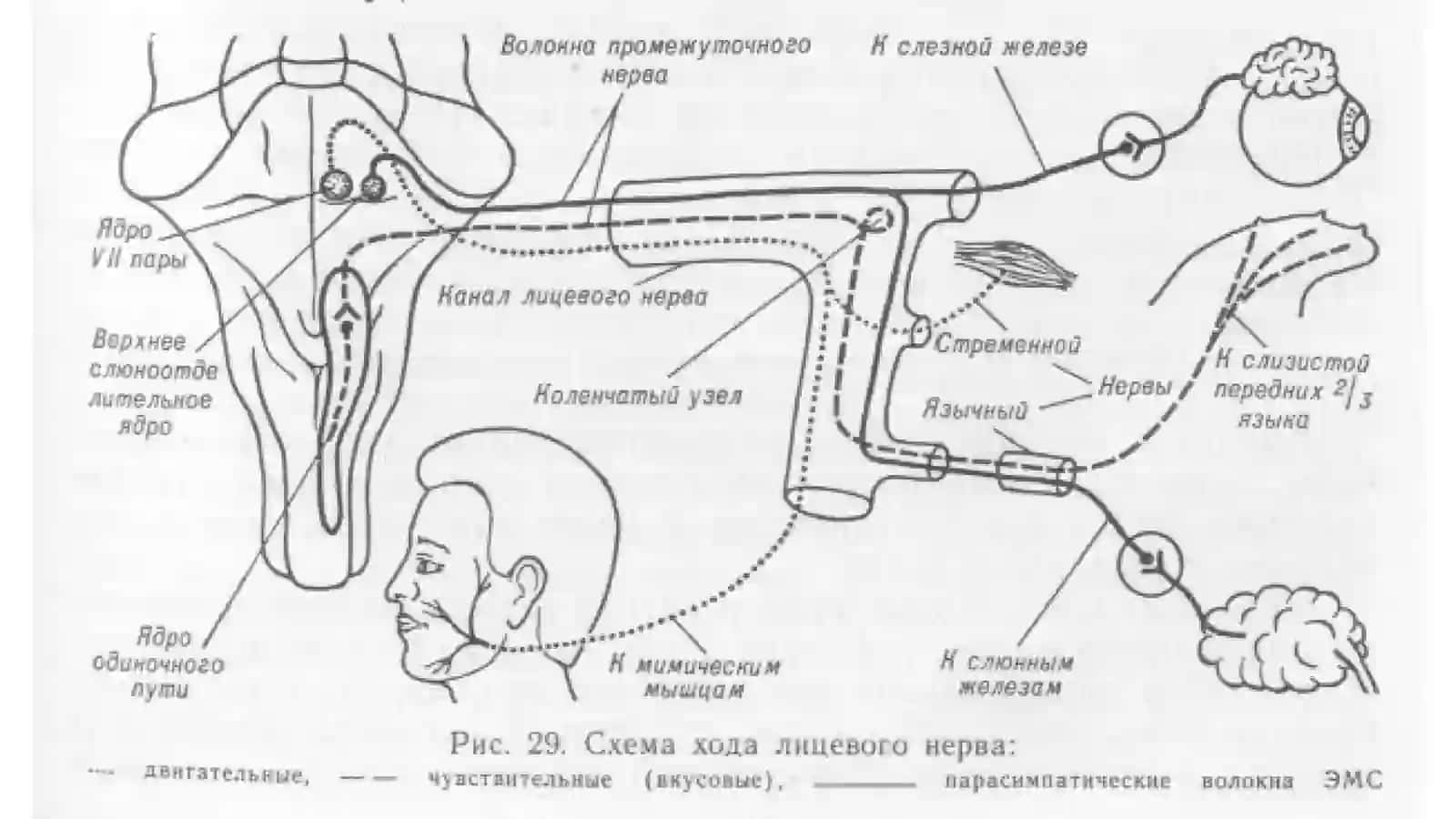 Лицевой нерв ( Nervus facialis) 3