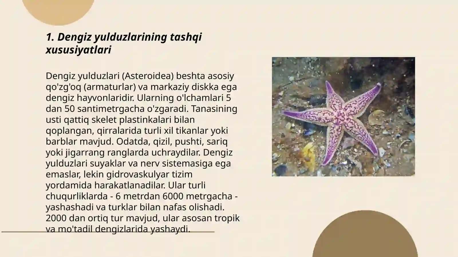 Ignaterililar tipi (Echinodermata) tipi. Dengiz yulduzlari (Asteroidea) sinfi. Vakil: Dengiz yulduzi (Asterias sp.).Tashqi va ichki tuzilishi 3