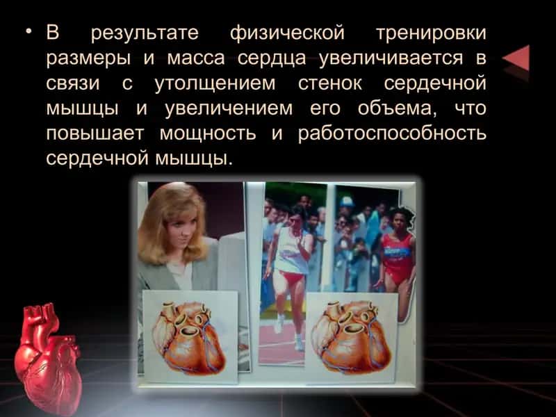 Влияние физических упражнений на кровеносную систему. 3